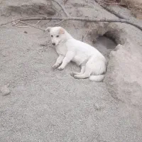 سگ گمشده|حیوانات|شاهدشهر, |دیوار