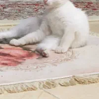 واگذاری رایگان دوتا گربه دوماهه