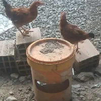 مرغ و خروس محلی|حیوانات مزرعه|گرگان, |دیوار