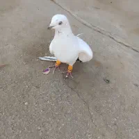 کبوترسفیدفروشی