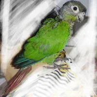 جوجه گرینچیک بازیگوش