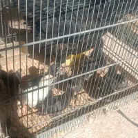 مرغ جوجه محلی