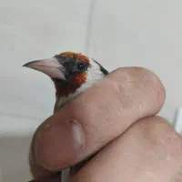 سهره نر نشوندار قناری آماده|پرنده|شاهین‌شهر, گزبرخوار|دیوار