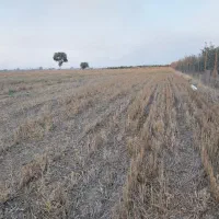 زمین کشاورزی و باغی قلندرمحله|فروش زمین و ملک کلنگی|گرگان, |دیوار