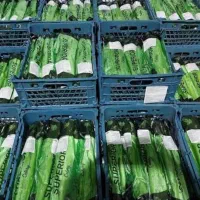 بسته بندی کاهو و کرفس