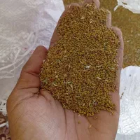 بذر علف یونجه|گل و گیاه طبیعی|کهنوج, |دیوار