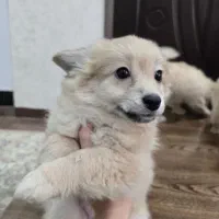 توله پامر و اشپیتز|سگ|اصفهان, پوریای ولی|دیوار