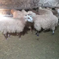 گوسفند برای دامازدیق|حیوانات مزرعه|نیر (اردبیل), |دیوار