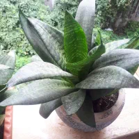 فروش گل طبیعی|گل و گیاه طبیعی|رشت, استقامت ۲|دیوار