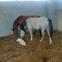 حیوانات