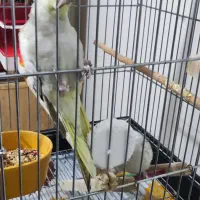 فروش عروس هلندی