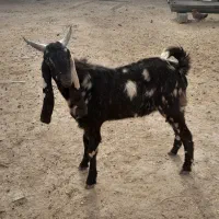 نر بز پاکستانی