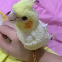 عروس هلندی چهار ماهه