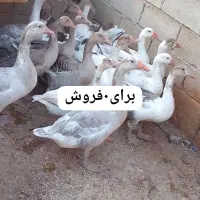 رامشیر