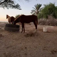 فروش مادیون همراه کره نر یک سال و نیم|اسب و تجهیزات اسبسواری|بهبهان, |دیوار