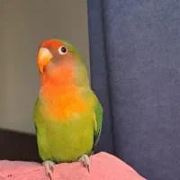 طوطی برزیلی گم شده