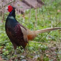 پرنده تزیئنی