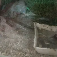 ترانیوم‌ وخزنده