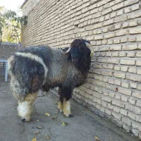 کوه قوچ