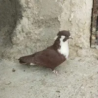 سرخ کاکل