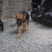 گمشده شگ ژمن|حیوانات|اراک, |دیوار