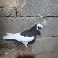 کبوتر جوانه