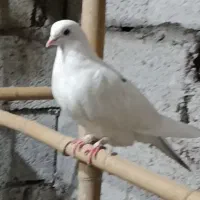 کبوتر کفتر به شرط ساعت