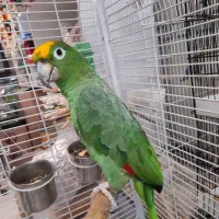 سرزمین پرندگان ققنوس|پرنده|تهران, هفت حوض|دیوار