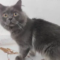 واگذاری گربه بریتیش|گربه|کازرون, |دیوار