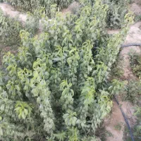 نهال کاری|خدمات باغبانی و درختکاری|خفر, |دیوار