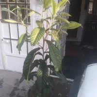 گل قشنگ