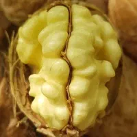 نهالستان گردو سفید|گل و گیاه طبیعی|اردستان, |دیوار