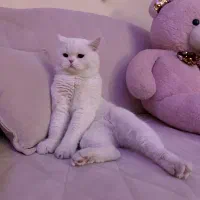 گربه نر آماده جفتگیری