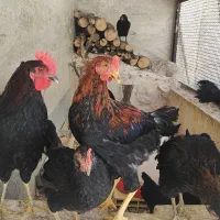 مرغ و خروس بلک استار