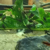 بچه پوزه بوته ای سوپر باله ((یک بندی))