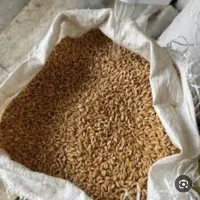 گندم بذری فروشی موموری