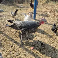 بوقلمون ماده|حیوانات مزرعه|تهران, نازی‌آباد|دیوار