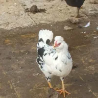 تعدادی مرغ گلین لری