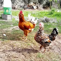 گلین فول رنگی