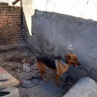 واگذاری سگ پاکوتاه|سگ|اردبیل, |دیوار