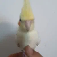 عروس هلندی لوتینو دوکت نر