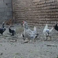 تخم مرغ نطفه دار گلین نسیم شهر|حیوانات مزرعه|بهارستان, |دیوار