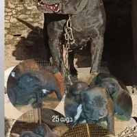 سگ.کنکورسو.کن کورسو|سگ|تهران, امیریه|دیوار