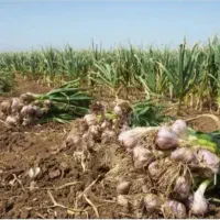 اجاره ۱۰ هکتار برای کشت سیر