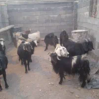 فروش ۱۵ عدد بز محلی درجه یک وزن بالای ۵۰ کیلو