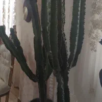 کاکتوس افوربیا