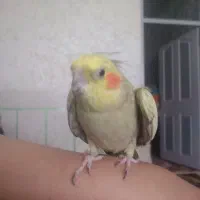 عروس هلندی زیباودستی|پرنده|فیروزآباد (فارس), |دیوار