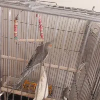 جوجه عروس هلندی