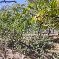 فروش باغ ویلایی دراسکو|فروش زمین و ملک کلنگی|اسکو, |دیوار