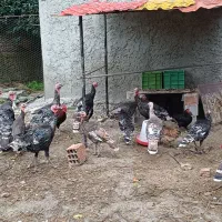 بوقلمون برنز ۶ ماهه و ۸ ماهه و ۱۰ ماهه|حیوانات مزرعه|گرگان, |دیوار